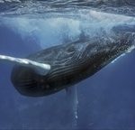 baleine à bosse qui montre son profil droit juste sous la surface