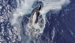 Photo primée du saut d'une baleine à bosse vue par drone à l'exacte verticale
