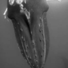 Gros plan d'une tête de baleine qui libère des bulles