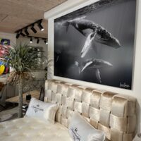 Tirage baleines à bosse d’Andrew STEVENSON en grand format 100 x 150cm en expo vente sur Arcachon !